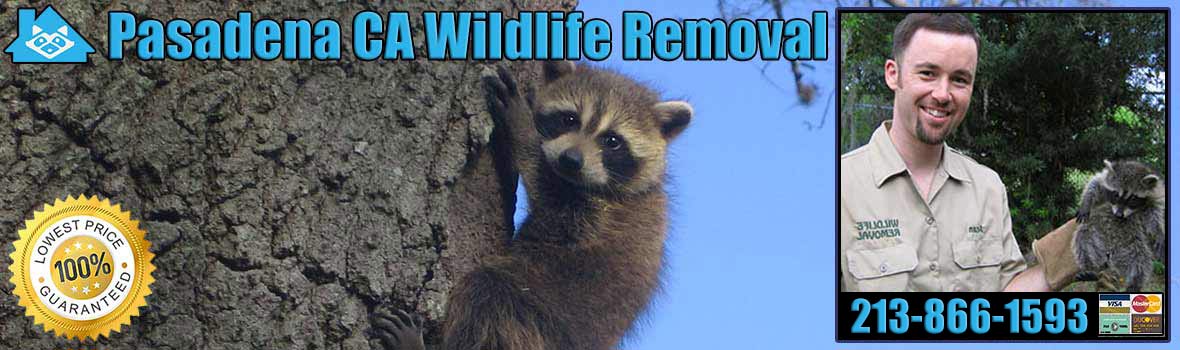 Pasadena Wildlife and Animal Removal